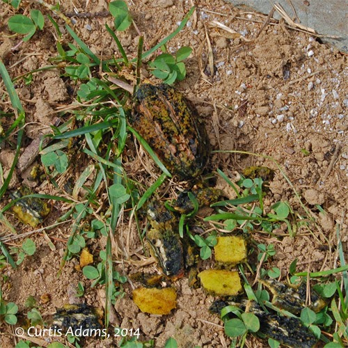Native Plants with Adams Garden Butternut Harvesting