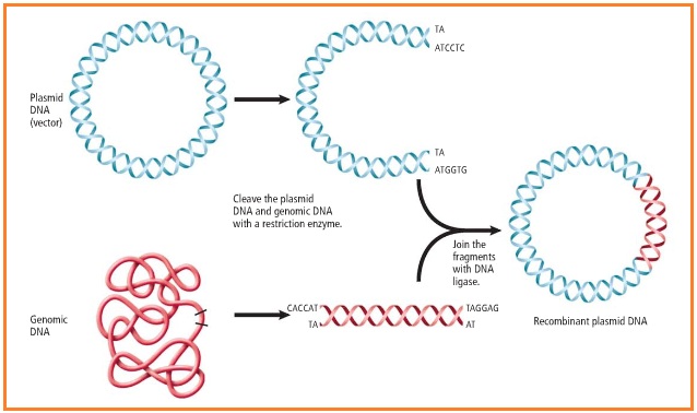 BIOLOGI GONZAGA TRANSPLANTASI GENTEKNIK PLASMID