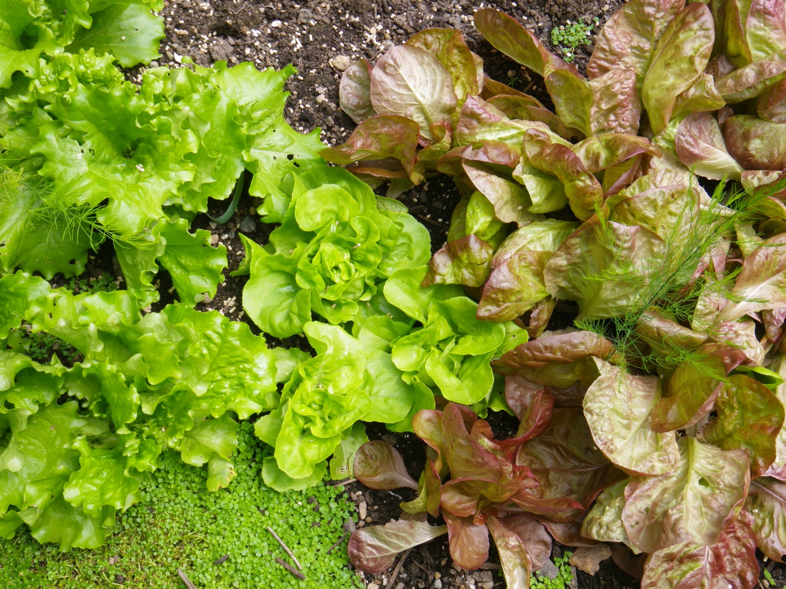 I'm In The Garden Today: The Much Anticipated Lettuce Harvest!