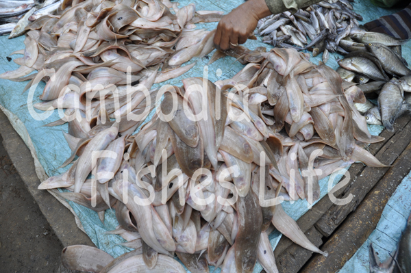 Cynoglossus Microlepis