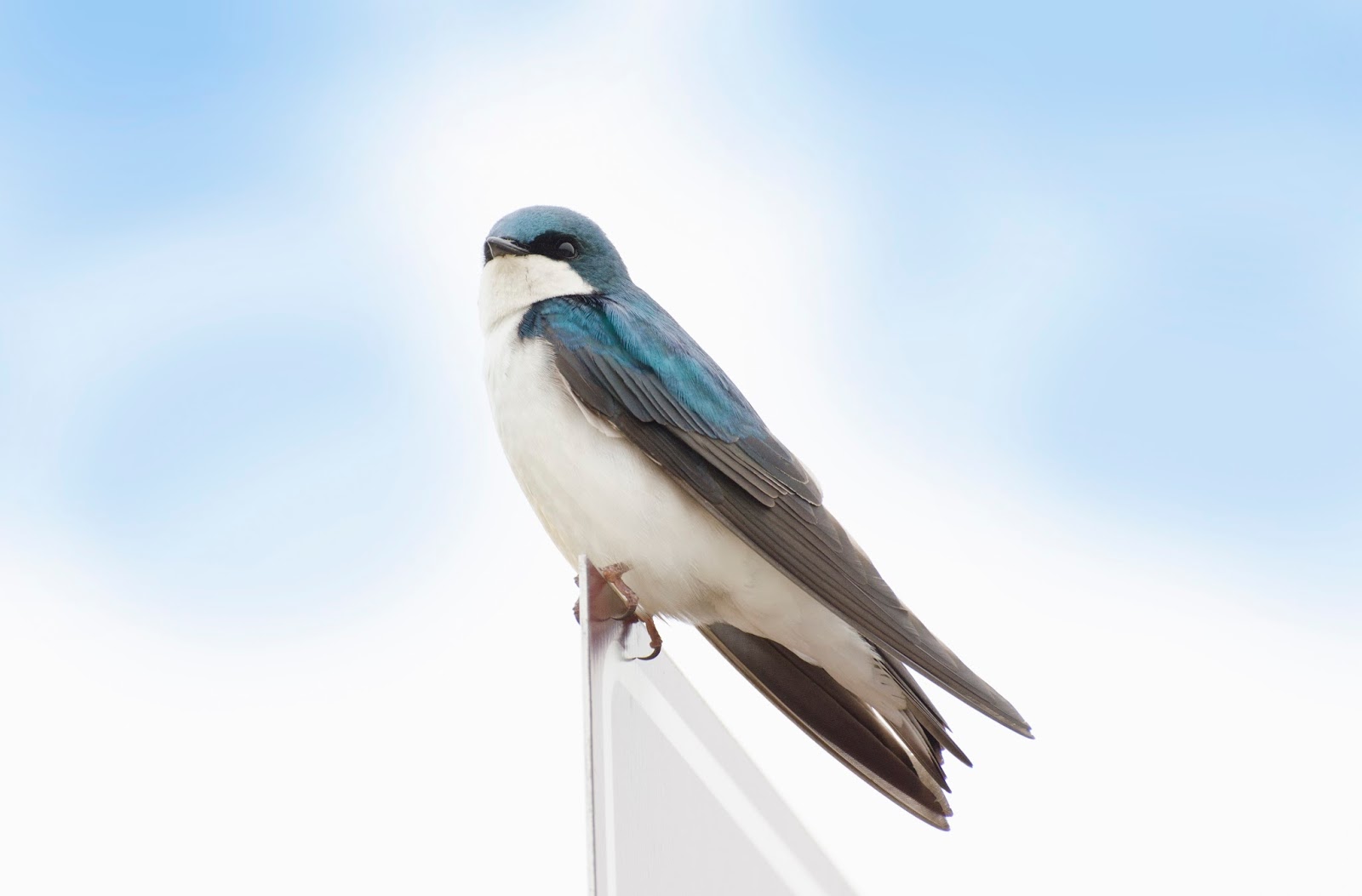 Tree Swallows swallow99