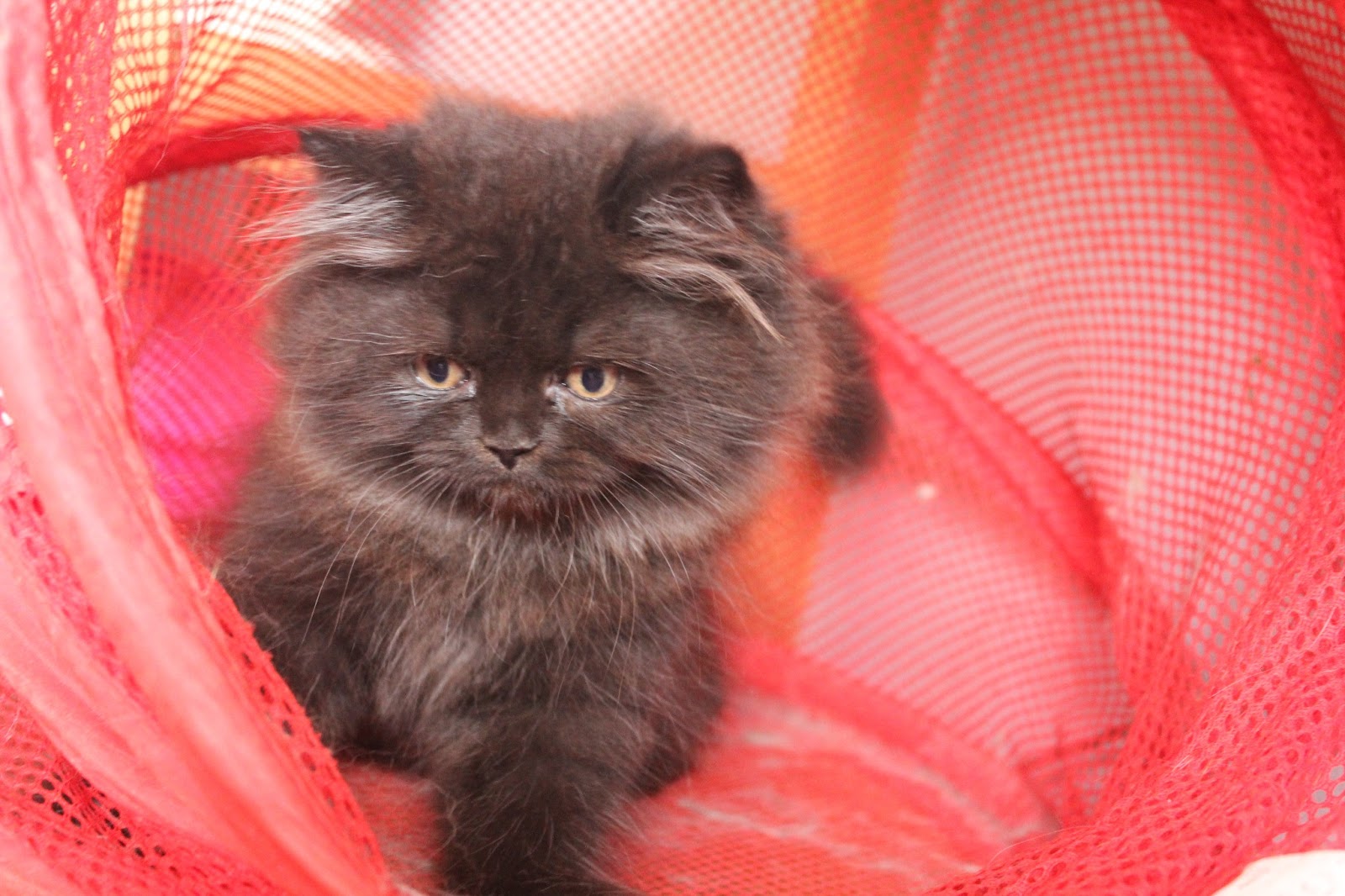 Cats and Kittens Persian mixed Tabby Kitten, Baloo