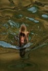 National Geographic Monkey Thieves Heroes Villains