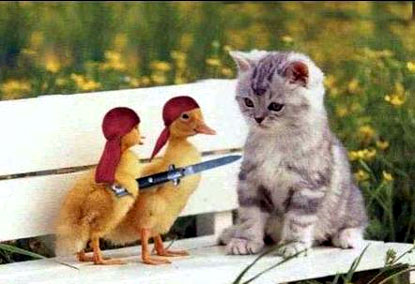 funny animal phot