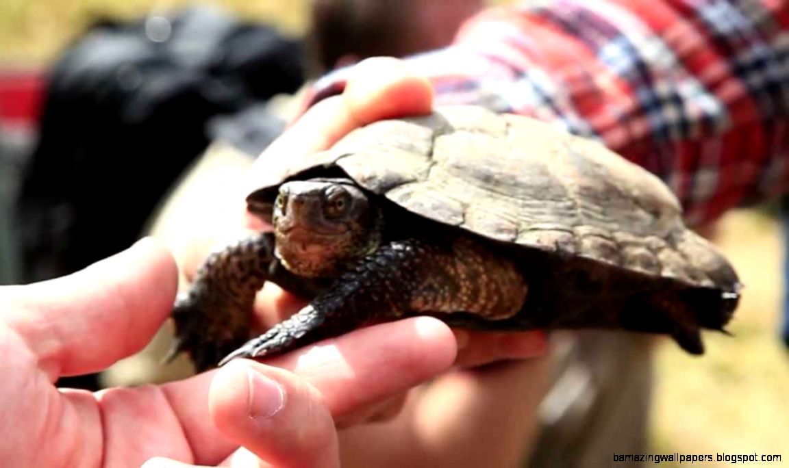 Wildlife Management Careers in Action YouTube Wildlife Management Careers in Action YouTube