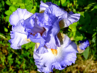Iris, bleu