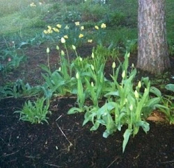 Spring Evening Flowers