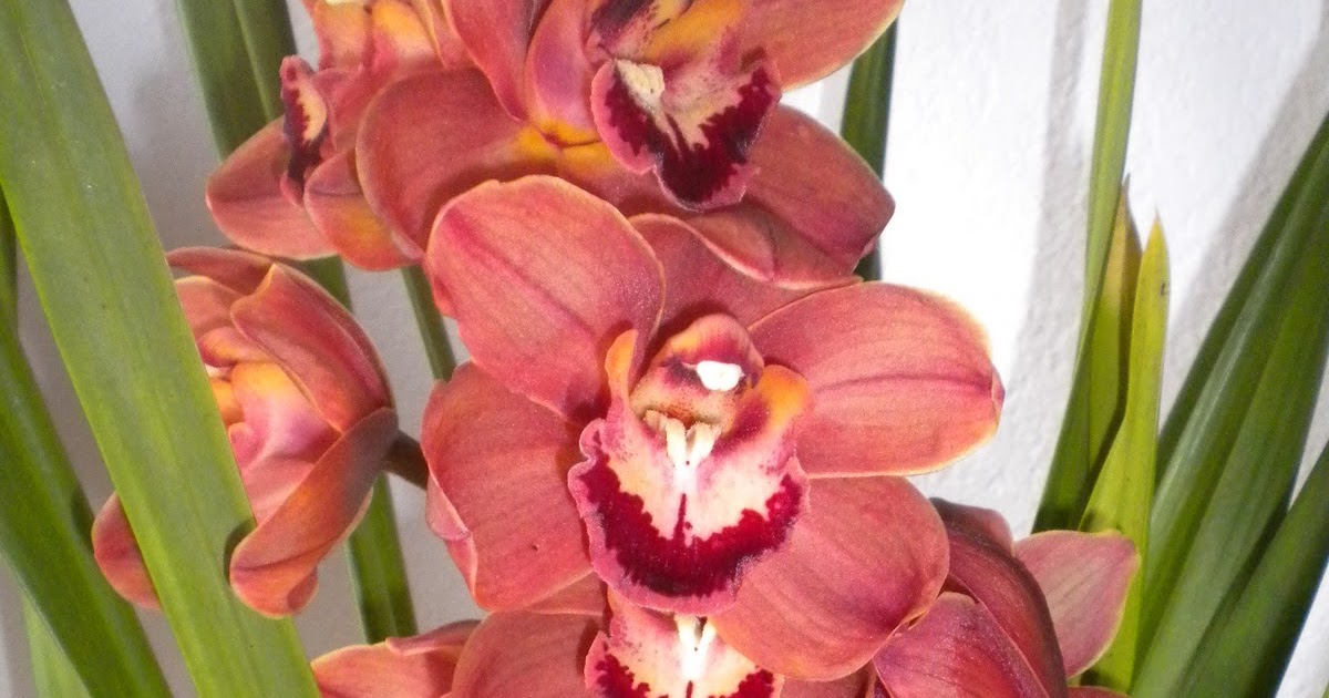 Under the Sun The best store to buy Cymbidium Orchids? It's Trader Joe's!