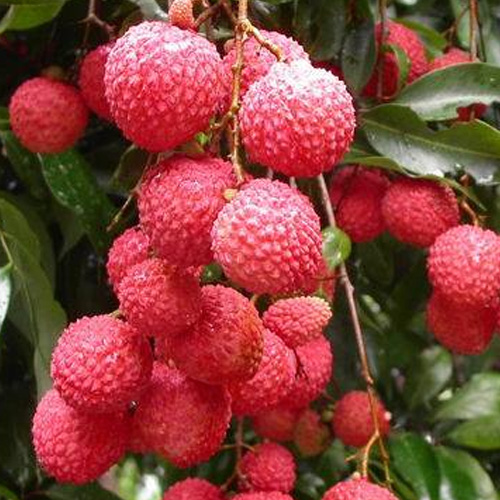 lychee longan rambutan food and fruit lychee longan rambutan food and fruit