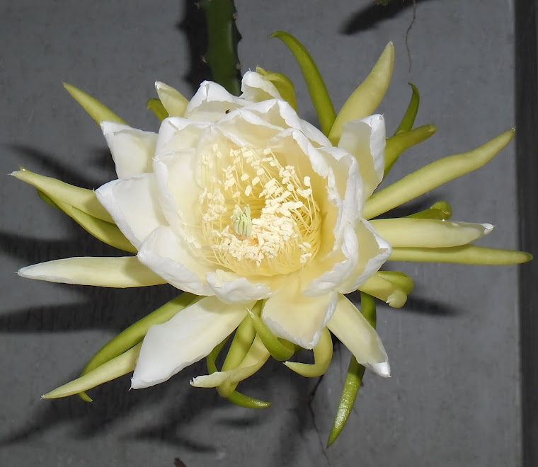 Branca c/ tons verde - Cactus Orquídea Epiphyllum