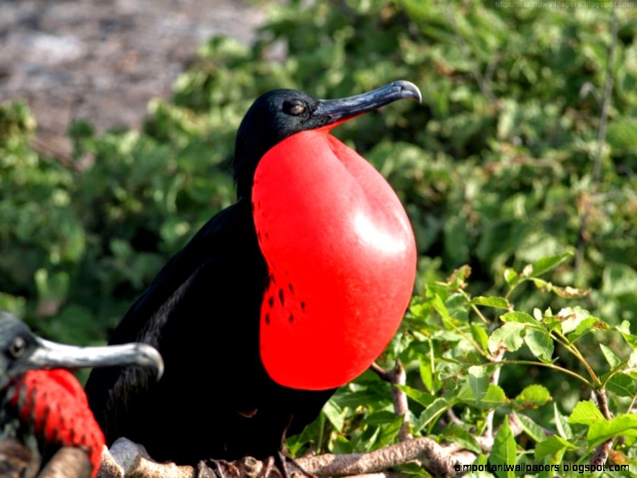 Frigate Bird Frigate Bird