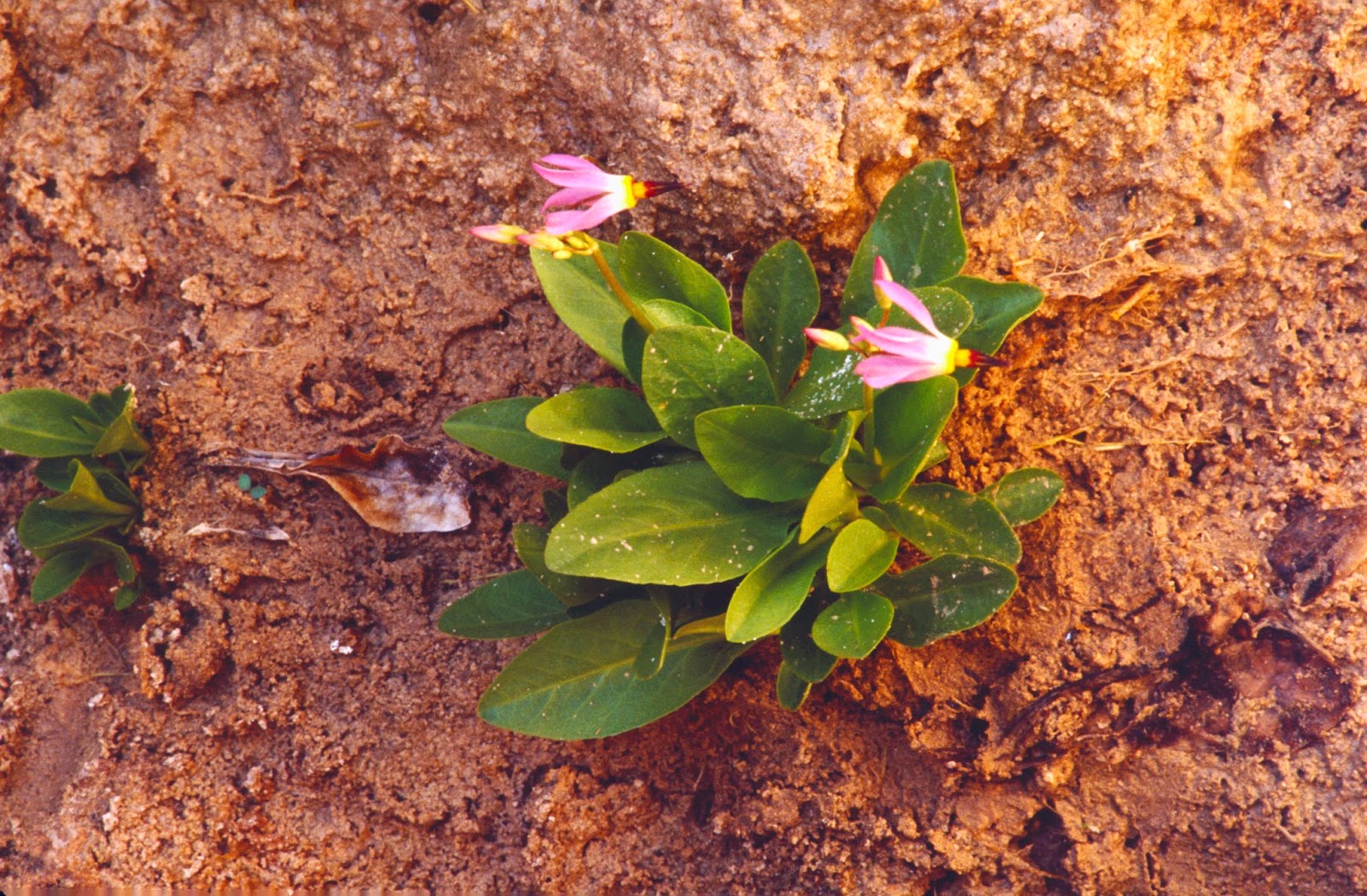 The Old Cowboy and Photography Wildflowers of Zion National Park