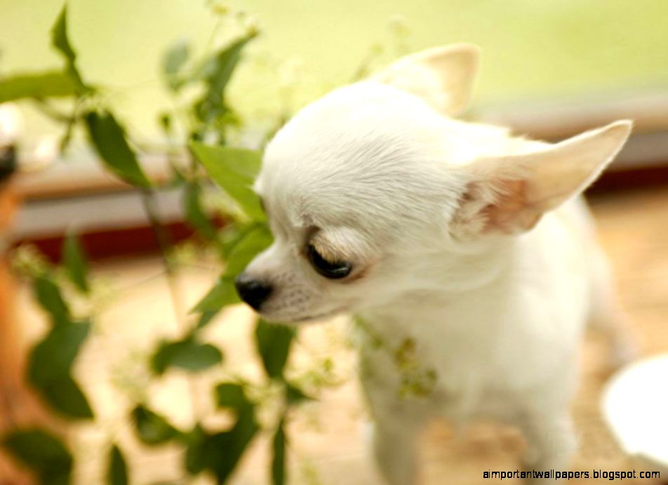 cute chihuahua puppy New Funny Pet Pictures DogsCatsBirds cute chihuahua puppy New Funny Pet Pictures DogsCatsBirds