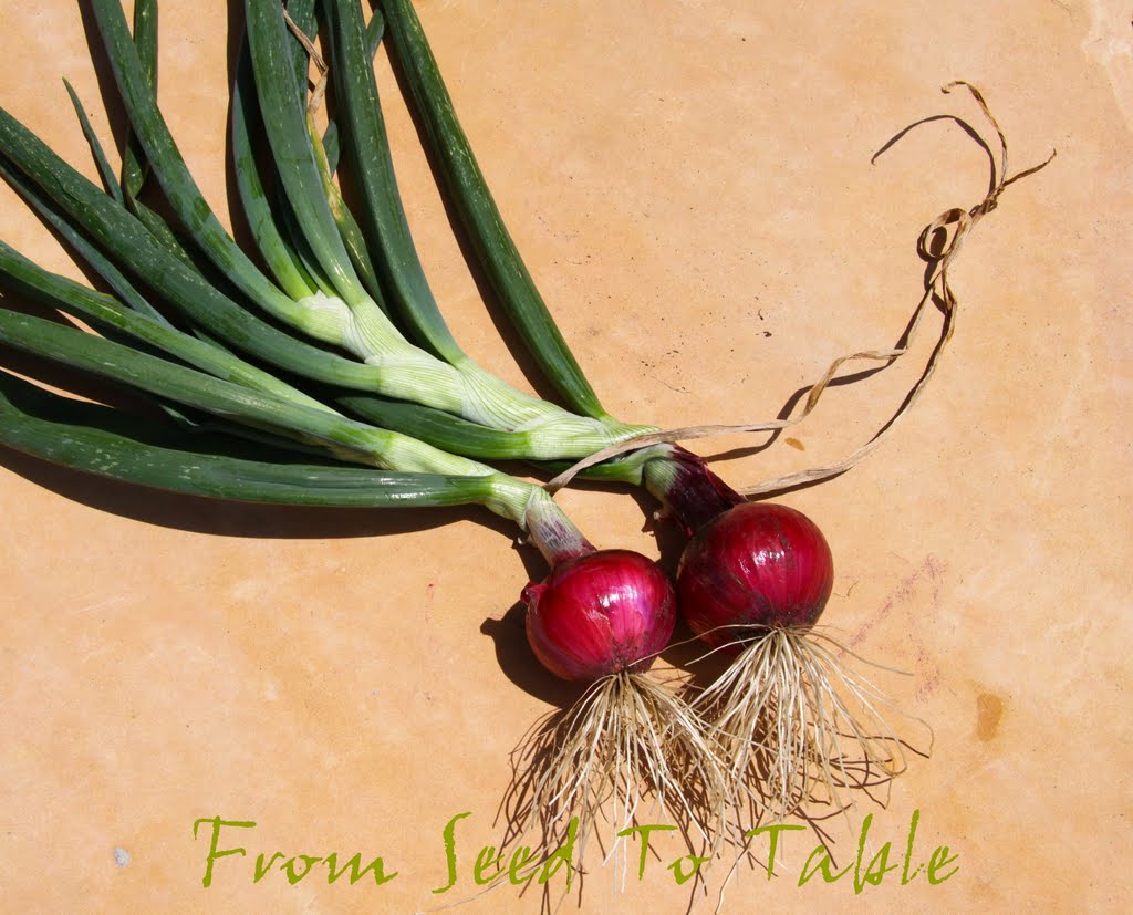From Seed To Table Harvest Monday May 26, 2014