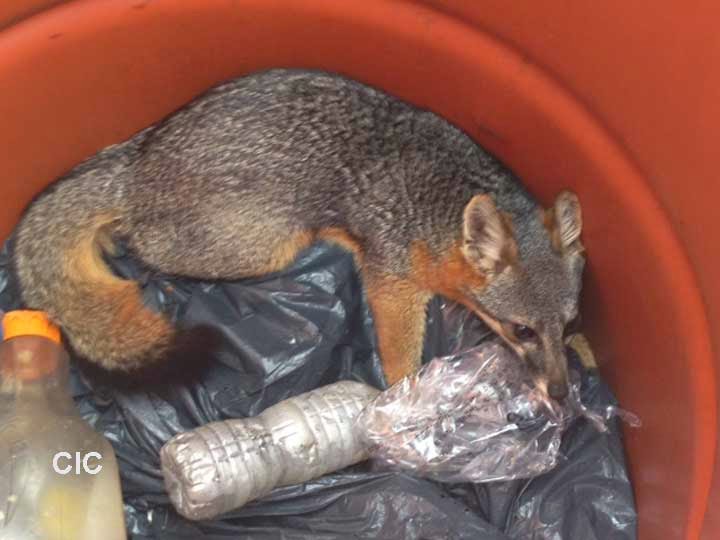 Friends of the Island Fox Double Action to Save Catalina Island Foxes