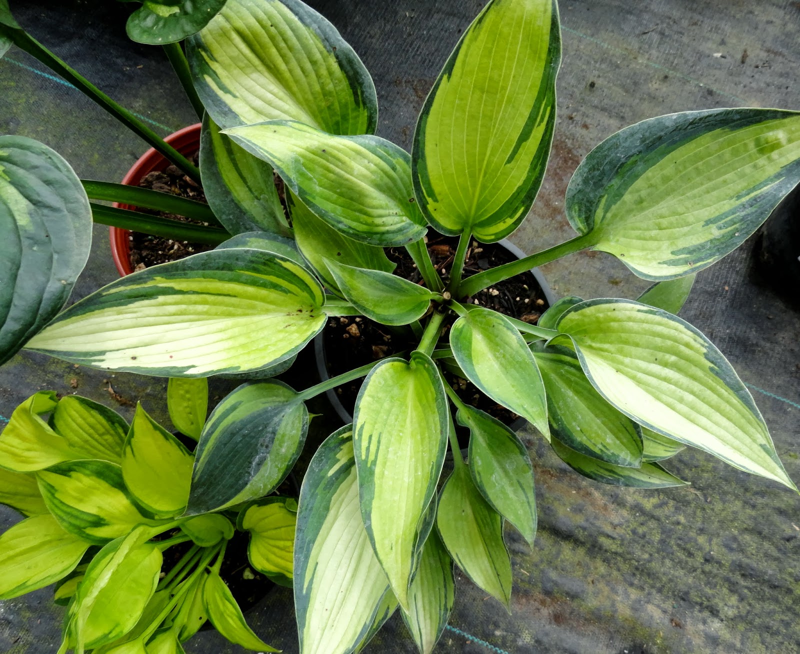 danger garden A visit to Sebright Gardens…