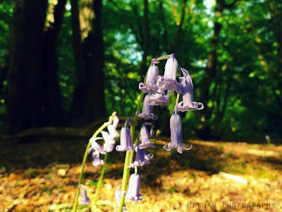 Native bluebells (Hyacinthoides non-scripta) in Epping Forest, Greater London