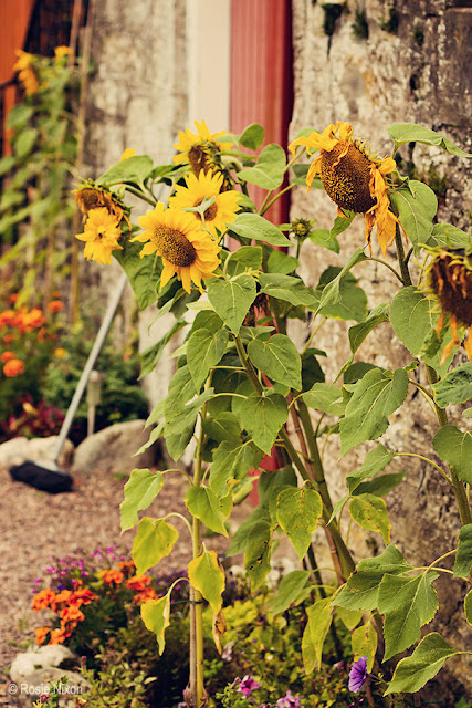 autumn in Perthshire - October yellow sunflowers