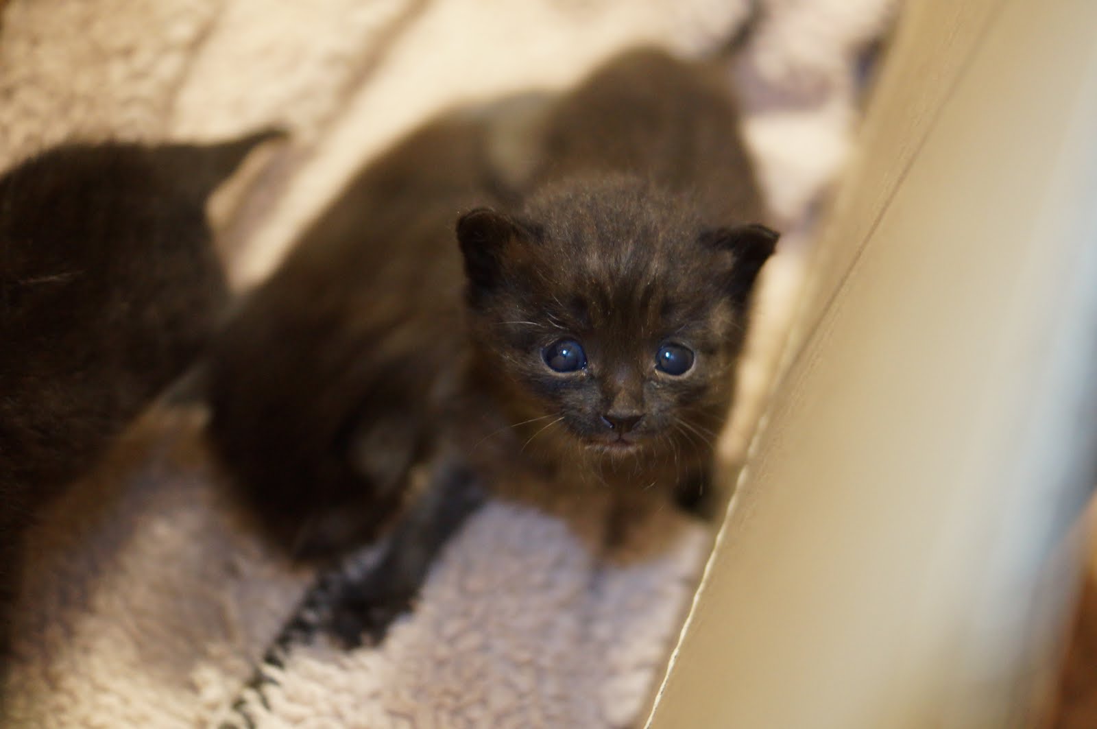 わさびちゃんち 捨て猫が来ました