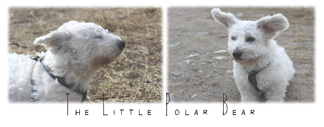 The Little Polar Bear 