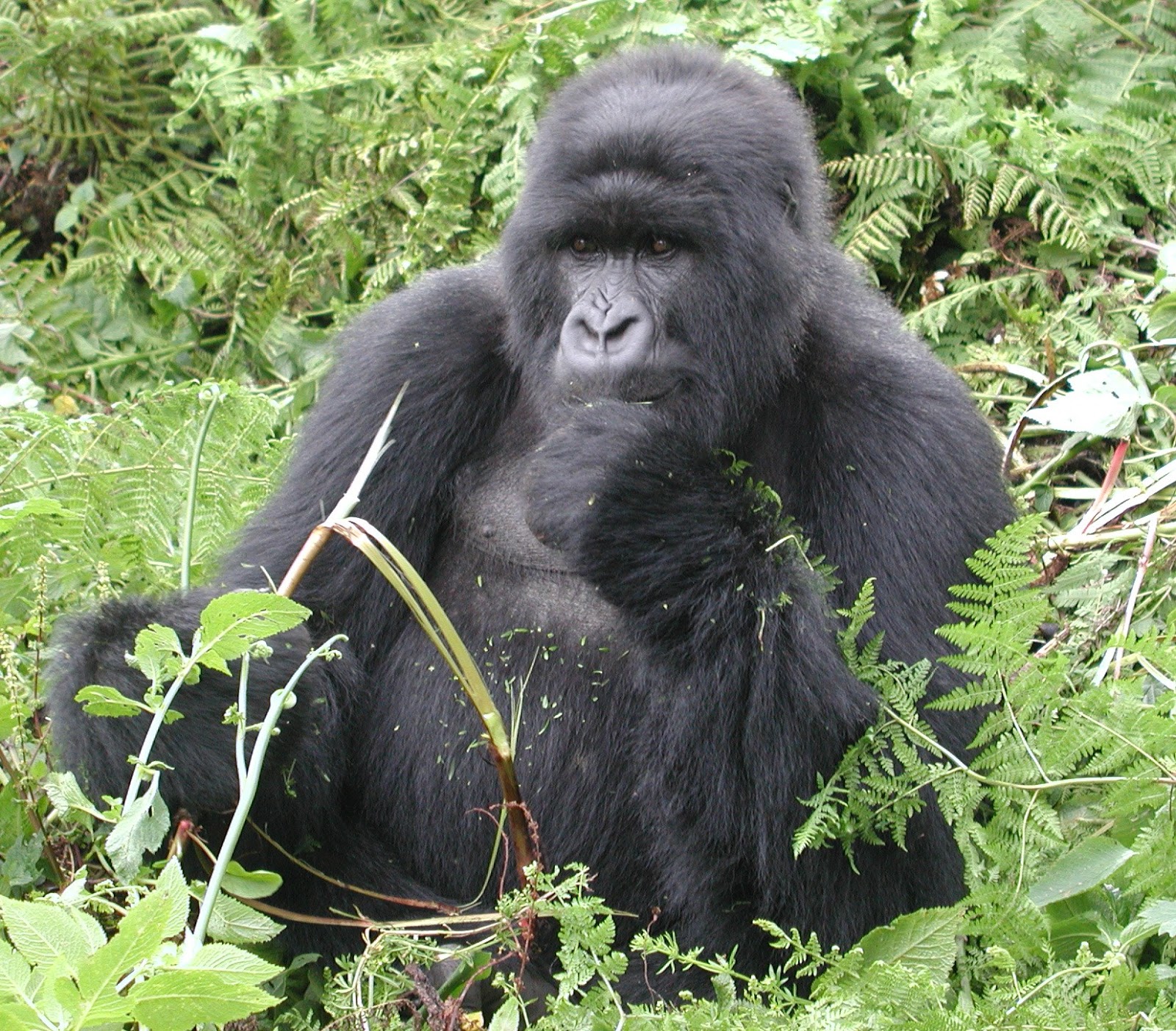 Mountain Gorilla Animals Photos