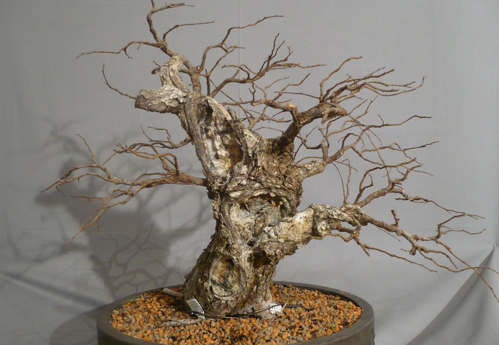 Broken Arrow Bonsai Collected winged elm bonsai development