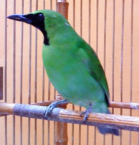 indo kicau mania: Burung Cucak Hijau (CI)
