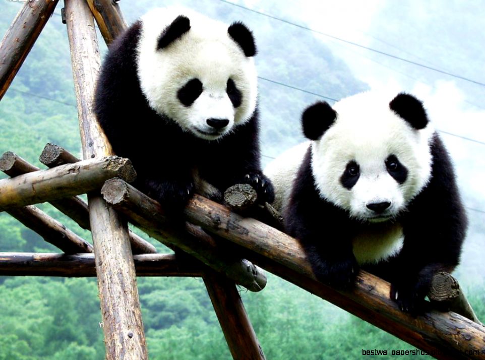 Cute Baby Panda Wallpaper WallpaperSafari Cute Baby Panda Wallpaper WallpaperSafari