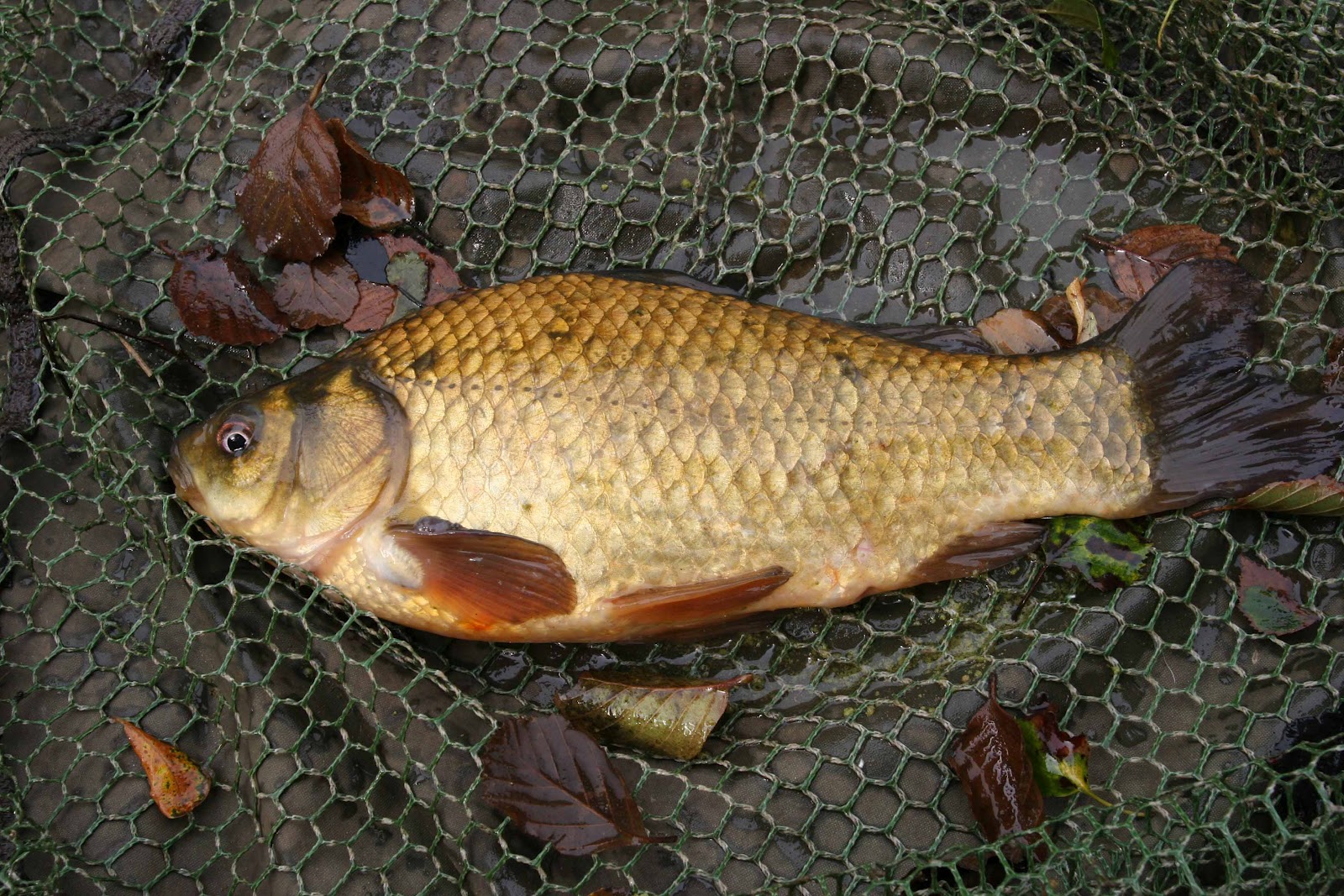 Duncan Charmans World of Angling: July 2012