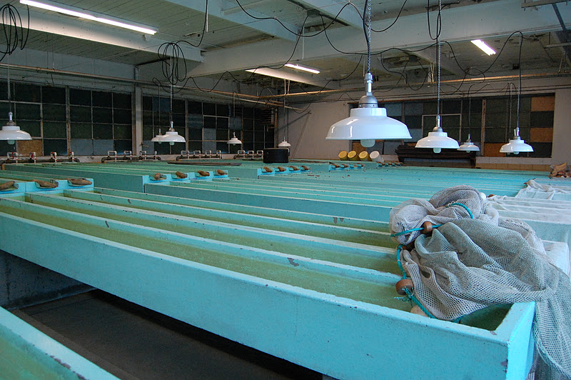 Got Fisheries? A Journey Through a Fish Hatchery