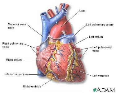 Corazón cara anterior