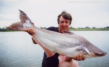 Live Swai Fish