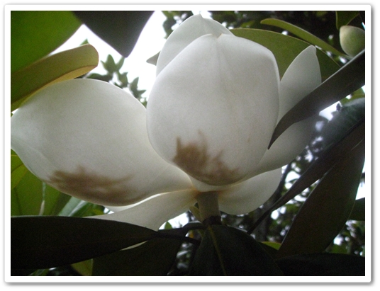 Chionanthus 五月13