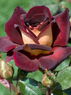 Wallpaper Hd Download For Android Mobile Love Flowers