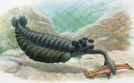 Cambrian Animals