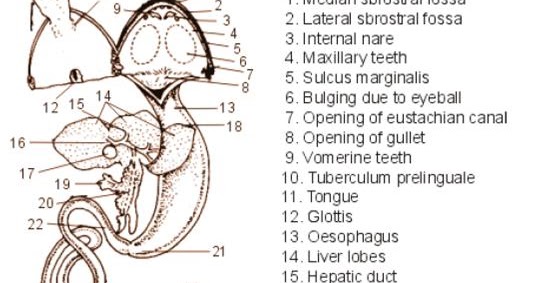 Standard Note: Digestion of Food in Frog