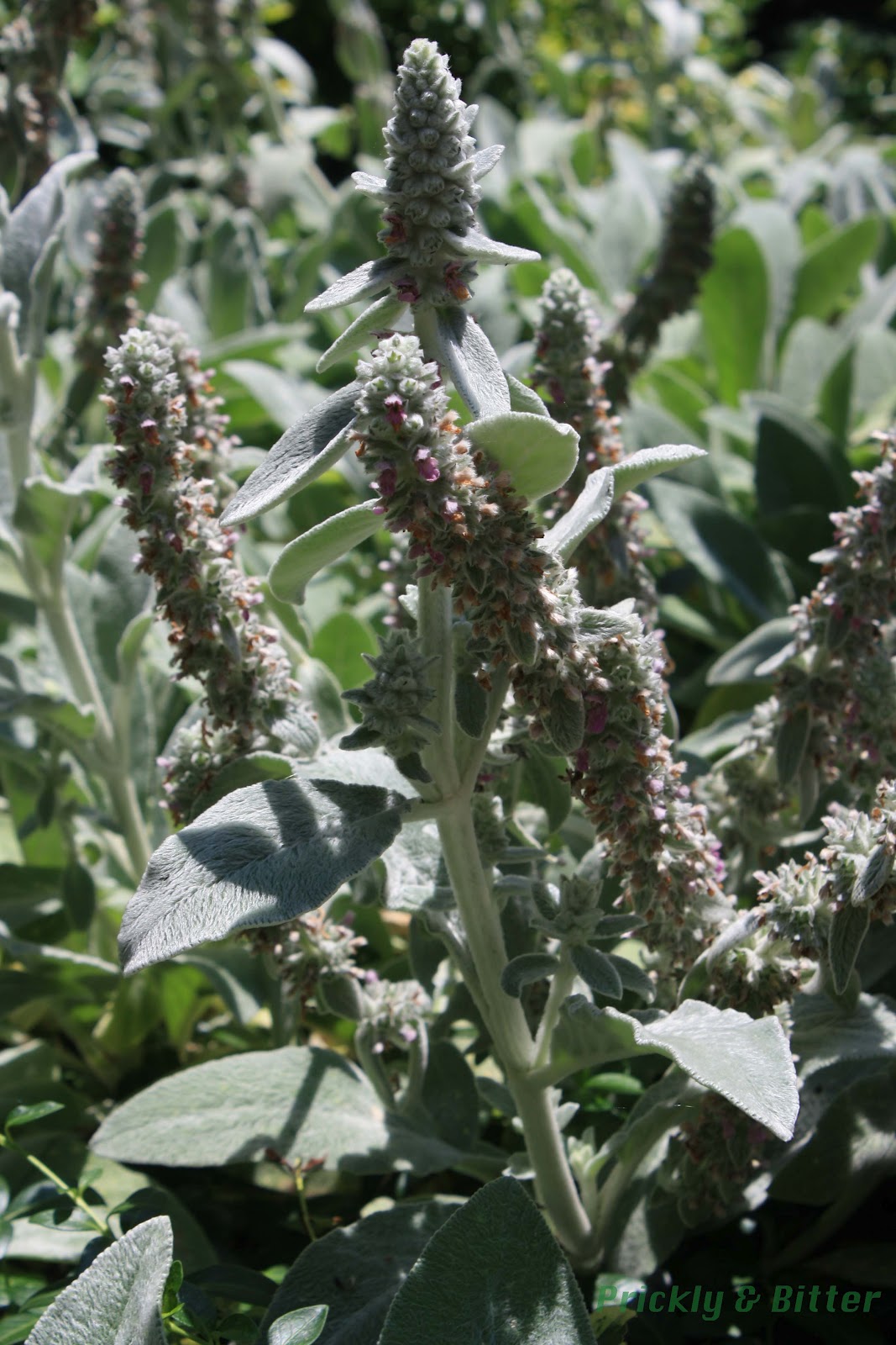 Prickly and Bitter Do Lamb's ears hold the key to multidrug resistance?