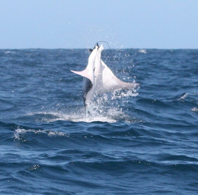 Top 105+ Pictures Manta Ray Jumping Out Of Water Latest