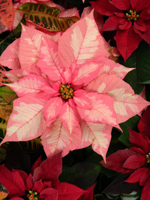 Allan Gardens Conservatory Christmas Flower Show 2015 pink variegated poinsettia closeup by garden muses-not another Toronto gardening blog