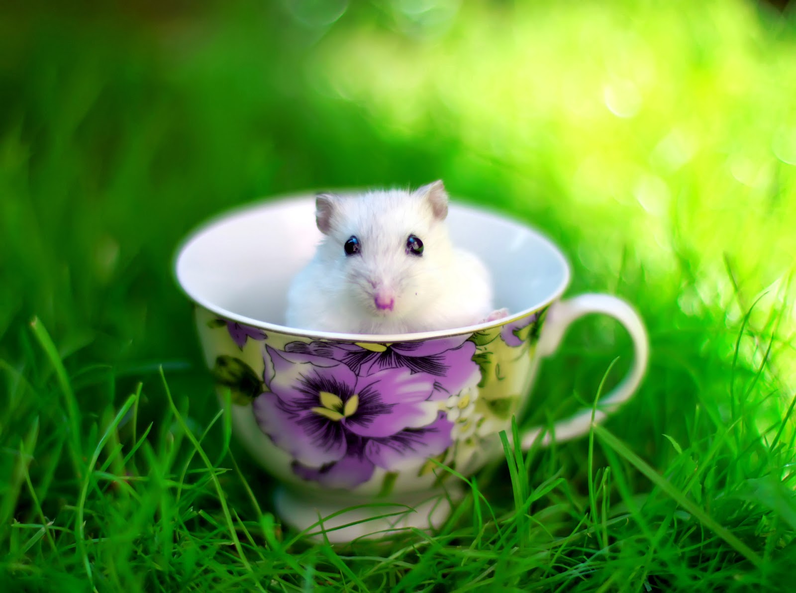 Hamster Wallpapers HD - Beautiful wallpapers collection 2014