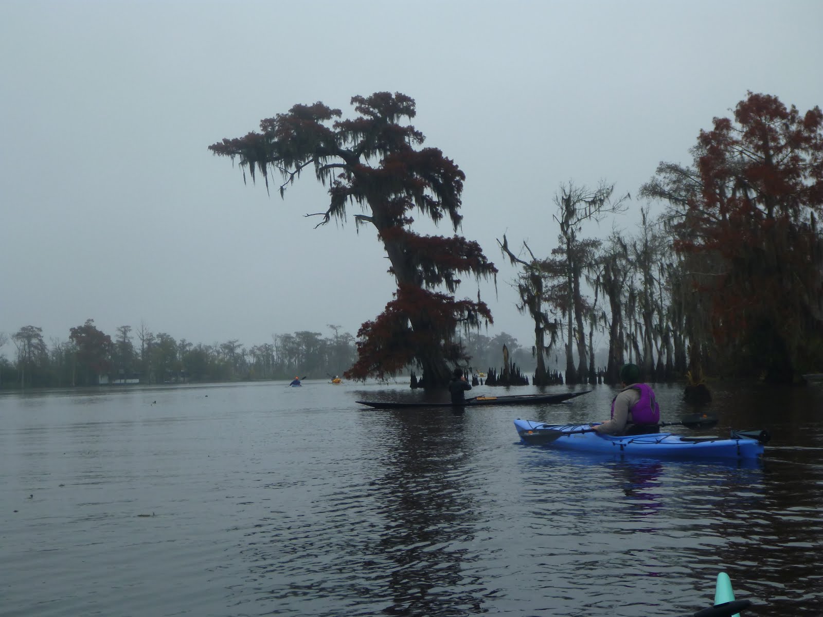 Southeastern Louisiana Paddling Paddle Tickfaw River to Lake Maurepas