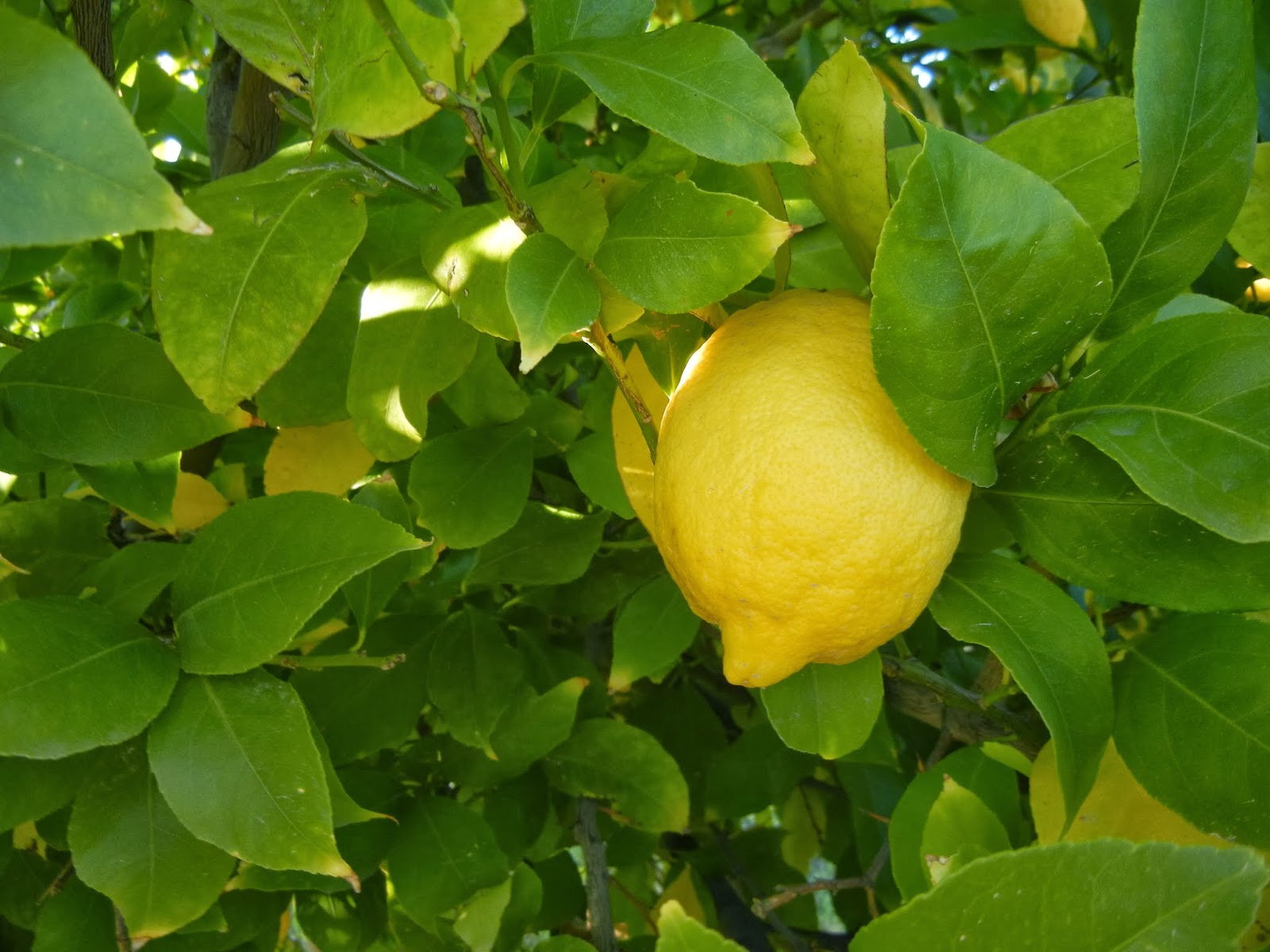 RAMBLINGS FROM A DESERT GARDEN.... Even Citrus Trees Need Sunscreen to