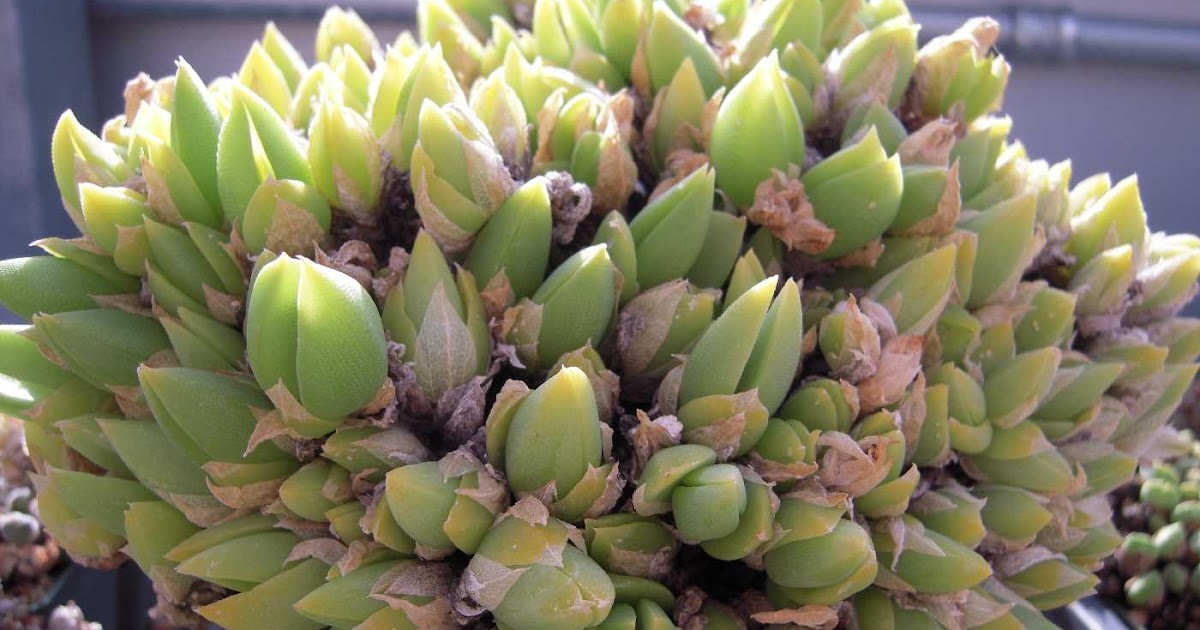 Burger's Onion: Sceletium tortuosum