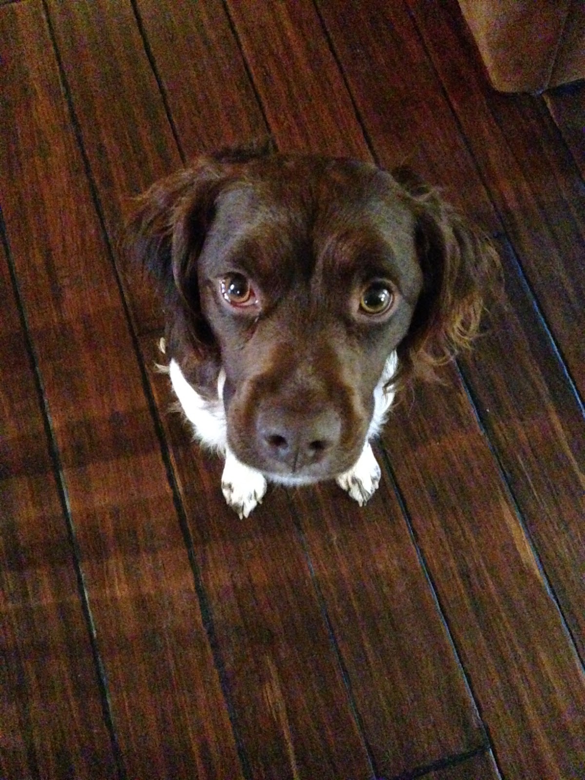 Stuff, Things, etc. Why Your Dog Shouldn't Wear a Collar