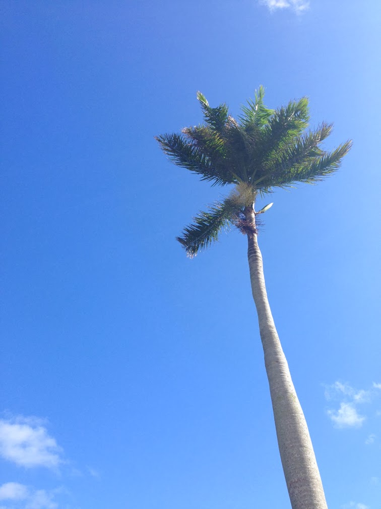 Miami sunshine blue skies palm tree