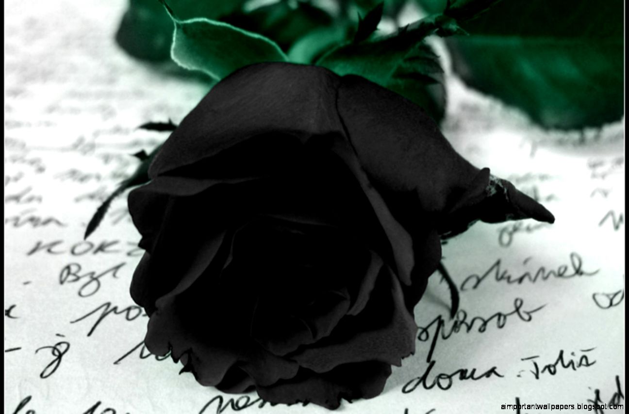 Black Rose Flower Stunning HD Wallpapers HD Wallapers for Free Black Rose Flower Stunning HD Wallpapers HD Wallapers for Free