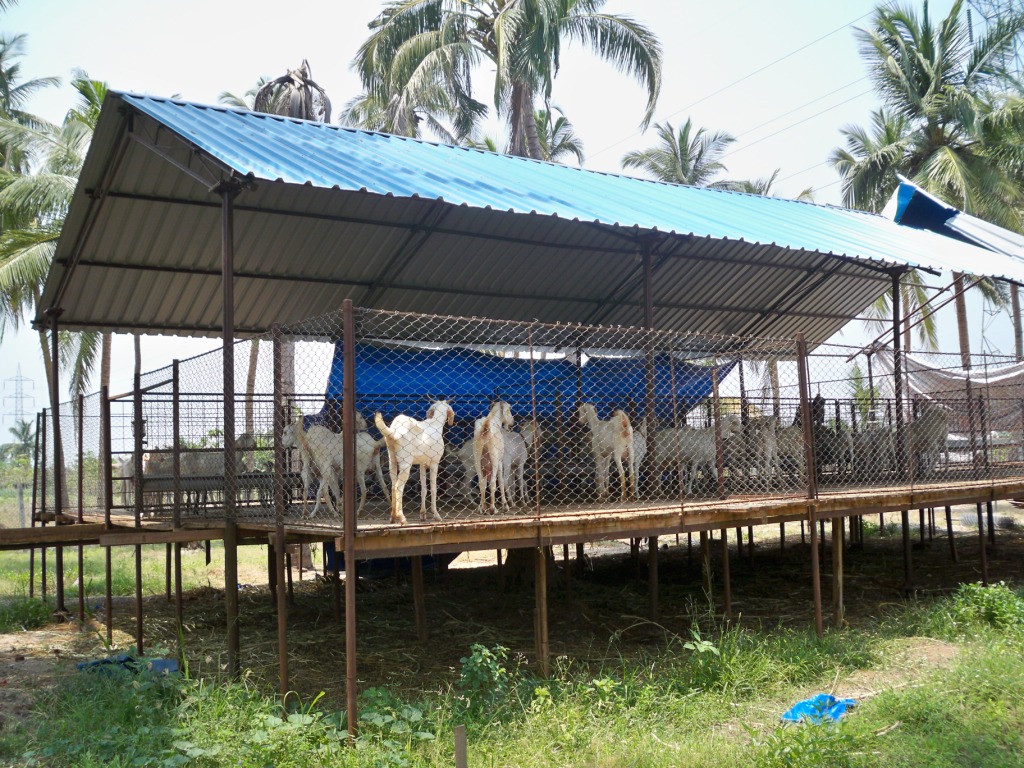 Suresh Devaraj Goat Farm Goat Shed