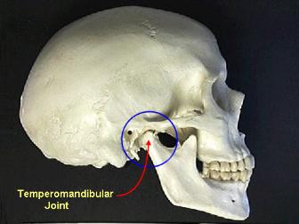 TMJ: The Anatomy of The Temporomandibular Joint