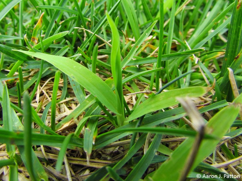 Purdue Turf Tips Weed of the month for April 2015 is Smooth Crabgrass