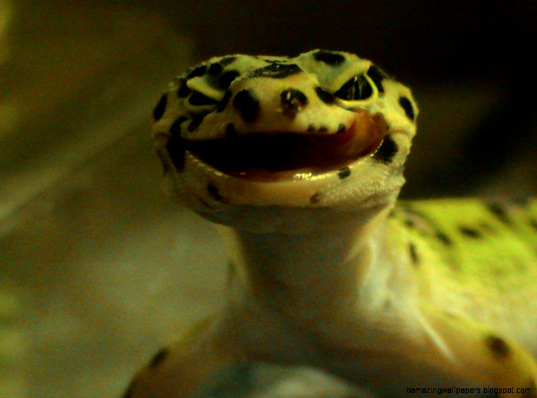 Reptile Cute Face Leopard Ecko Leopard Gecko Friendly Pets and Reptile Cute Face Leopard Ecko Leopard Gecko Friendly Pets and